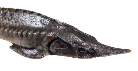 head of fresh sturgeon fish isolated on white background