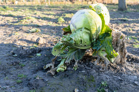 last ripe head of white cabbage in harvested vegetable garden on sunny dayの写真素材
