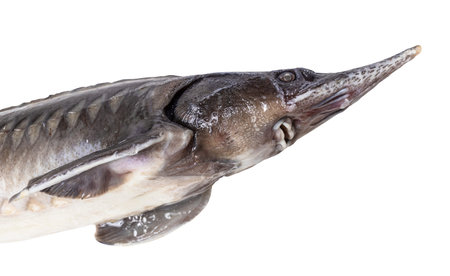 head with mouth of fresh sturgeon fish isolated on white background