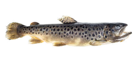 frozen whole lake trout isolated on white backgroundの写真素材