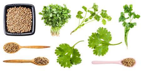 set of various coriander herbs and seeds isolated on white backgroundの写真素材