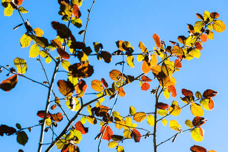 colorful twigs of hazel tree and blue sky on background on sunny dayの写真素材