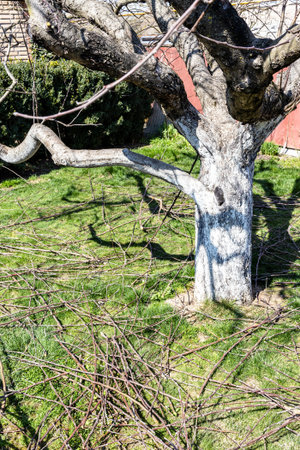 pruned branches of apple tree on green lawn in front of old apple tree in rustic garden on sunny...