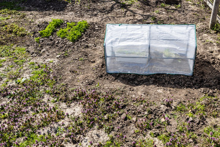 collapsible film covered greenhouse in village garden on sunny spring dayの写真素材