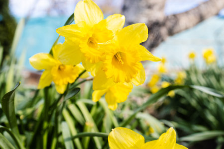 fresh yellow narcissus flowers close up on flowerbed at backyard in village in spring