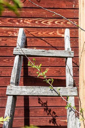 old wooden ladder is leaning against clapboard wall of wooden cottage on sunny dayの写真素材