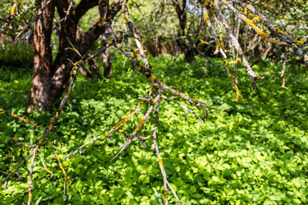 branches of old withered apple tree over village yard overgrown with green overgrowth on sunny day