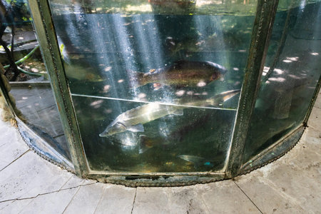 outdoor glass aquarium with live sturgeons and trouts in armenian country restaurant on sunny day