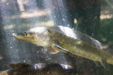 live sturgeon swims in outdoor glass pool of armenian country restaurant close up on sunny dayの写真素材
