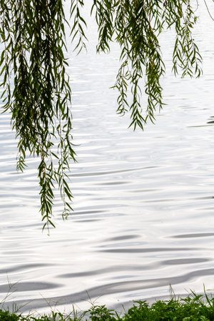 green salix branches over gray surface of lake in autumn. Nurigel lake in Park on May 6 in Batumi city on autumn dayの写真素材