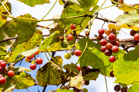 travel to Georgia - red grapes on vineyard in Tskhemlara village in Adjara on sunny autumn day