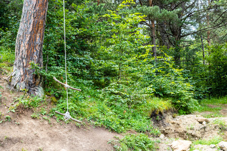 wooden bungee swing on pine tree in mountain forest on Transcaucasian Trail in Dilijan National Park in summer dayの写真素材