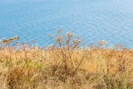 sunburnt grass on top of Sevan Peninsula close up and water of Lake Sevan on background near Sevanavank, Armenia on sunny summer dayの写真素材