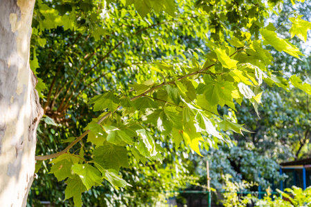 sycamore tree branch with green leaves in public English Park, Yerevan city , Armenia on sunny...