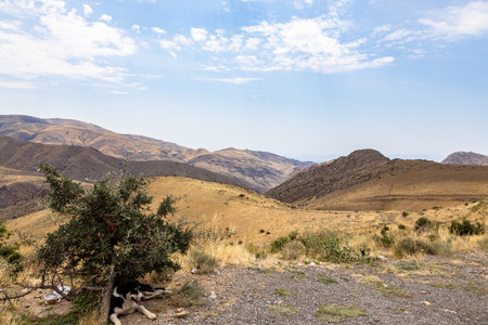 dog on side of road on mountain pass between Ararat and Vayots Dzor Provinces, Armenia on summer dayの写真素材