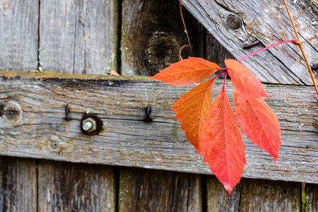 colorful autumn leaves of five-leaved ivy close up on old wooden gate in villageの写真素材