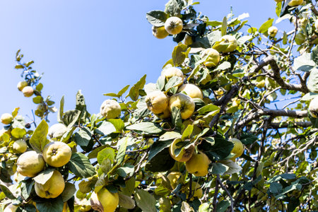 many ripe quince fruits on tree branch in village garden on sunny autumn dayの写真素材