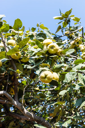 yellow quince fruits on tree in village garden on sunny autumn dayの写真素材