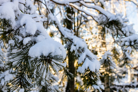 snow-covered pine tree branches close-up in forest on sunny winter eveningの写真素材