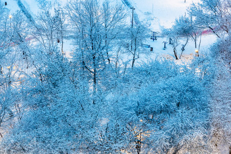 top view of snow-covered trees in city park in blue winter duskの写真素材