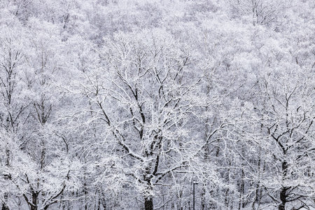 above view of snow-covered oak trees in forest of city park in snowfall on winter dayの写真素材