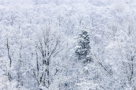 above view of snow-covered trees in forest of city park in snowfall on winter twilight