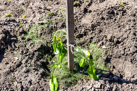 tomato seedling planted next to wooden support post in vegetable garden on sunny spring dayの写真素材