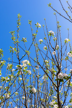 tree branches with blossoming and blue sky in background on sunny spring dayの写真素材