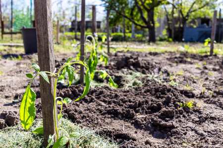 tomato seedling at vegetable garden on sunny spring dayの写真素材