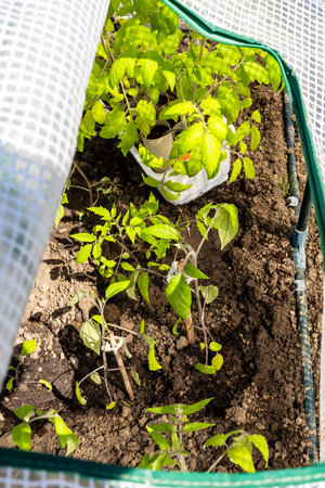top view of tomato seedling in open greenhouse at vegetable garden on sunny spring dayの写真素材