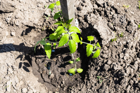 top view of tomato seedling with wooden support post in vegetable garden on sunny spring dayの写真素材