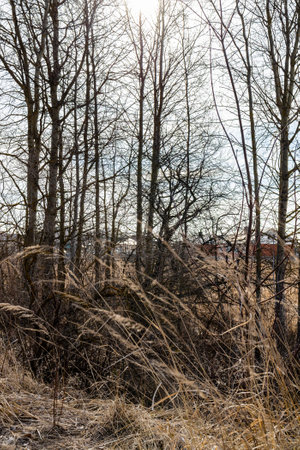 bare trees in field near village on March day, Moscow region, Russiaの写真素材