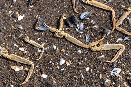 dried crab legs and empty mussel shells on beach surface close up on Khalaktyrsky beach of Avacha bay of Pacific Ocean in Petropavlovsk-Kamchatsky city in spring , Kamchatka Krai, Russiaの写真素材