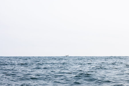 Pacific ocean in Avacha bay on spring day near Petropavlovsk-Kamchatsky city, Kamchatka Krai, Russia