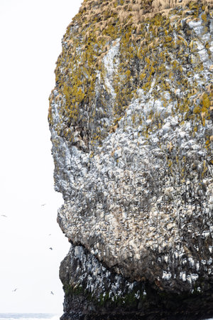 seagull colony on rocks of Starichkov island in Avacha bay of Pacific ocean on spring day near Petropavlovsk-Kamchatsky city, Kamchatka Krai, Russiaの写真素材