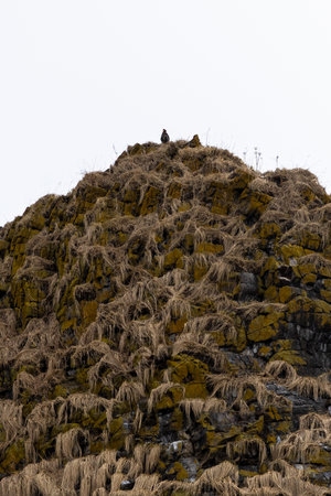 white-shouldered eagle on Starichkov island in Avacha bay of Pacific ocean on spring day near Petropavlovsk-Kamchatsky city, Kamchatka Krai, Russiaの写真素材