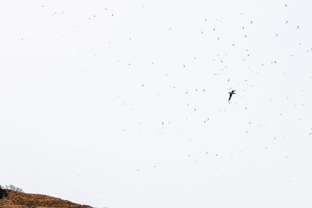 seagulls soar in sky over island in Avacha bay of Pacific ocean on spring day near...