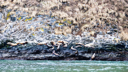 seal rookery on island in Avacha bay of Pacific ocean on spring day near Petropavlovsk-Kamchatsky...