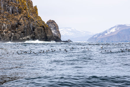 flock of ancient murrelets on water near coast in Pacific ocean in Avacha bay on spring day near...