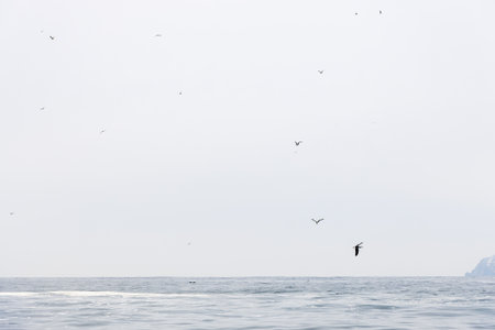 seagulls soar in sky over water of Avacha bay of Pacific ocean on spring day near Petropavlovsk-Kamchatsky city, Kamchatka Krai, Russiaの写真素材