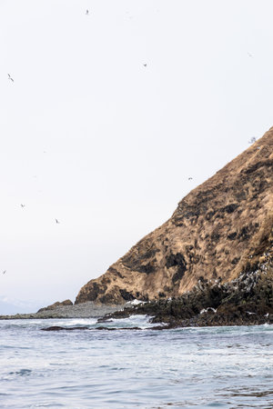 seagulls fly over cape of island in Avacha bay of Pacific ocean on spring day near...