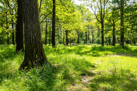 view of green meadow with benches in grove of city park on sunny summer dayの写真素材