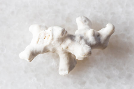 sample of white dried coral twig on white marble background close up from Egyptの写真素材