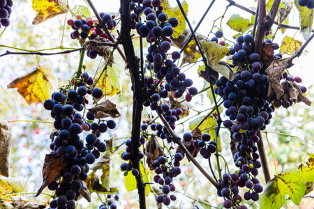 bunches of ripe red Moldova grapes in vineyard on autumn dayの写真素材