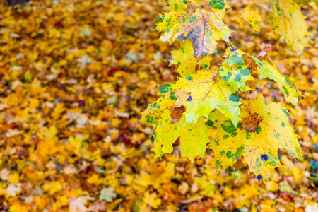 maple branch with yellowed leaves over wet autumn lawn on rainy dayの写真素材