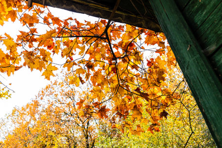 colorful maple tree leaves over wooden house on rainy autumn dayの写真素材