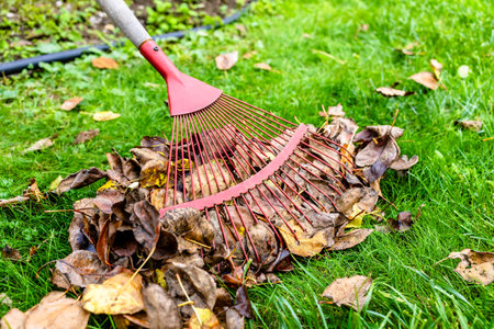red leaf rake gathers fallen leaves on green lawn on autumn dayの写真素材