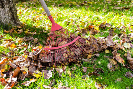 red leaf rake collects fallen leaves on green lawn on sunny autumn dayの写真素材