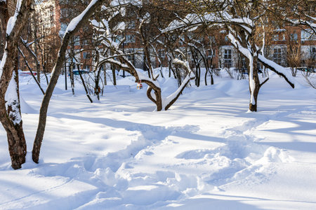 footpathes trodden in snowdrifts in city park covered in deep snow with on sunny winter day