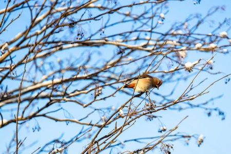 travel to Murmansk Oblast of Russia in winer season - waxwing bird on tree branches and blue sky in background on sunny winter day in Murmansk cityの写真素材